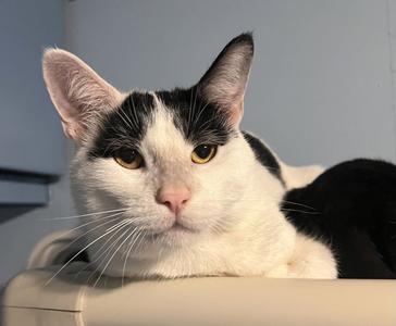 A black and white cat with yellow eyes lying on a surface.