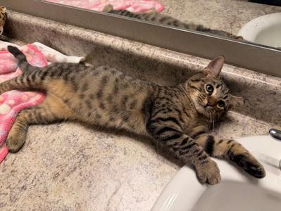 Uoda, kitten, available for adoption