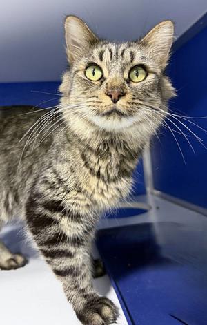 Francine Delacroix, adult, available for adoption