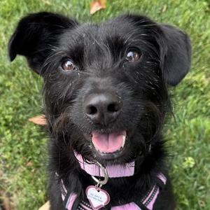 Rome, Miniature Schnauzer, adult, available for adoption