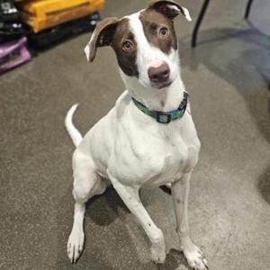 A white dog with brown patches on its face and ears, wearing a green collar, sitting on a concrete floor.
