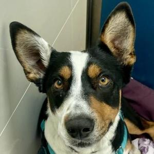 Xena, Australian Cattle Dog / Blue Heeler, adult, available for adoption
