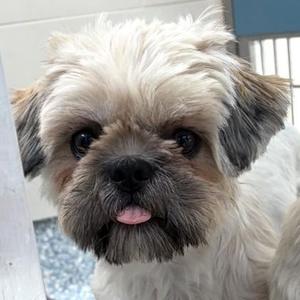 Bridgette, Lhasa Apso, young, available for adoption