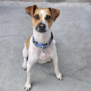A brown and white dog wearing a blue collar sitting on a concrete surface.