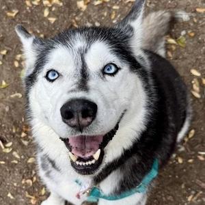 Kimber, Siberian Husky, senior, available for adoption