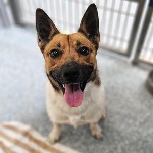 Buttercup, Mixed Breed, adult, available for adoption