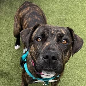 Mirabel, Pit Bull Terrier, adult, available for adoption