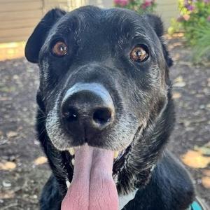 Enzo, Mixed Breed, adult, available for adoption