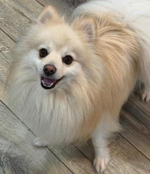 Chewy $600, Pomeranian, adult, available for adoption