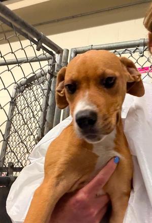 Petunia $550, Labrador Retriever / Great Dane, puppy, available for adoption