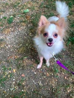 Mickey $500, Chihuahua, young, available for adoption