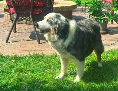 Prince $475, Australian Shepherd, adult, available for adoption