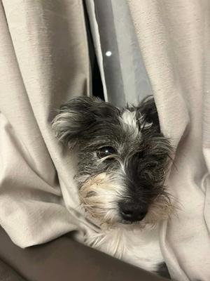 Robyn $500, Shih Tzu / Jack Russell Terrier, adult, available for adoption
