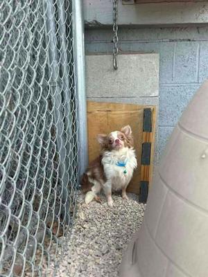 Luca $500, Chihuahua, young, available for adoption