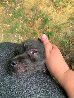 Adelaide $600, Yorkshire Terrier / Chihuahua, puppy, available for adoption