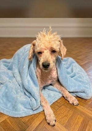Jetson $500  "Mini Poodle, Poodle, adult, available for adoption