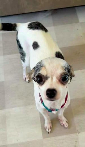 Honey Bunnie $500, Chihuahua, adult, available for adoption
