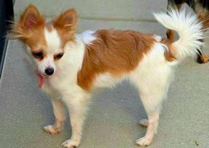 Rosie $500, Chihuahua, young, available for adoption