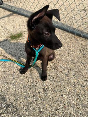 Biscuit $550, Labrador Retriever, puppy, available for adoption