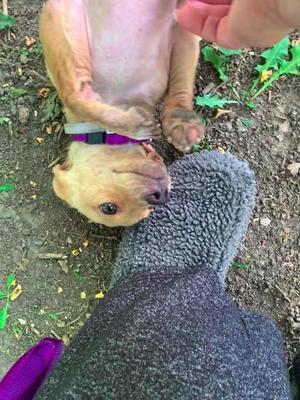 Gracie $600, Chihuahua / Dachshund, puppy, available for adoption
