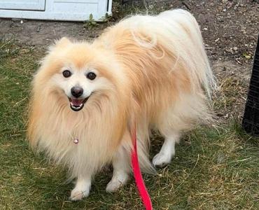Chief $600, Pomeranian, adult, available for adoption