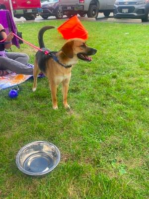 Dua $475, Beagle / Mixed Breed, young, available for adoption
