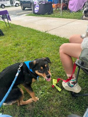 Ryder $600, Rottweiler, puppy, available for adoption
