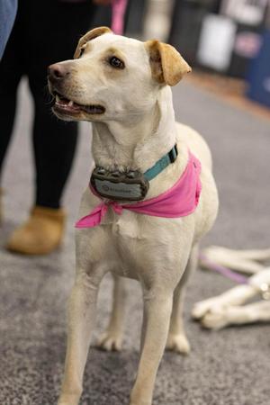 Janeane $450, Labrador Retriever / Shepherd, young, available for adoption