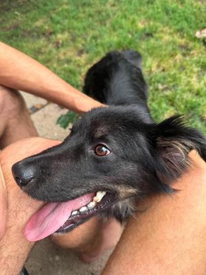Leroy $500, Australian Shepherd / Border Collie, puppy, available for adoption