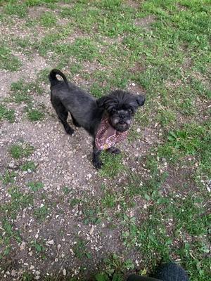 Fancy $450, Shih Tzu / Mixed Breed, adult, available for adoption