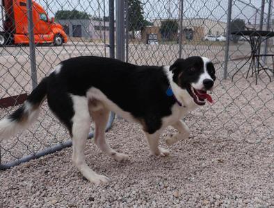 Autoclave $500, Border Collie, young, available for adoption