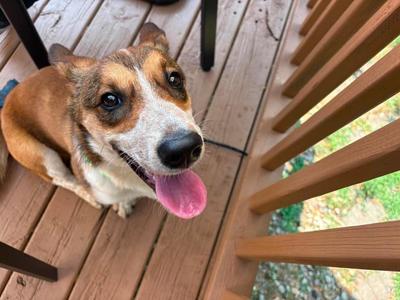 Lidocaine $550, Corgi, young, available for adoption