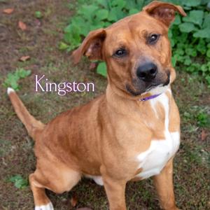Kingston, Shepherd, adult, available for adoption