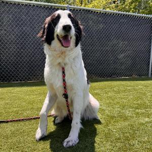 Arlow, Collie, Border, adult, available for adoption