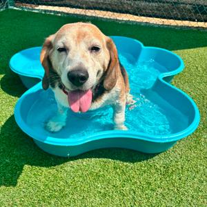 Eugene, Beagle, senior, available for adoption