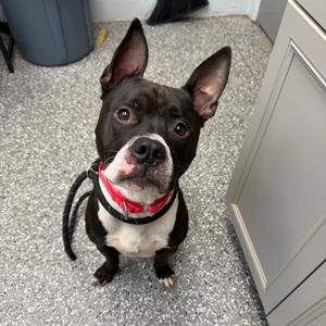 Checkers, Terrier, Pit Bull, adult, available for adoption