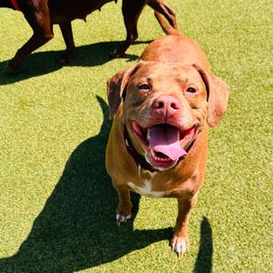 Godzilla, Retriever, Chocolate Labrador, adult, available for adoption