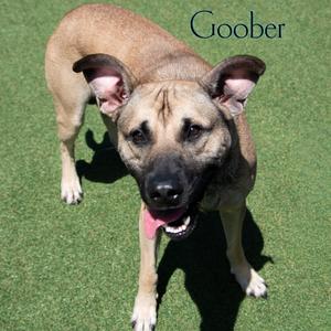 Goober, Mixed Breed (Large), adult, available for adoption