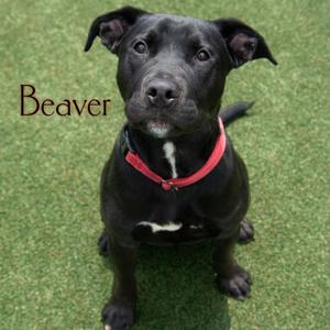 Beaver, Retriever, Black Labrador, adult, available for adoption