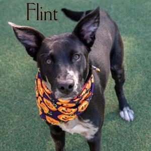 A black dog with a white patch on its chest and a colorful bandana around its neck, standing on a green surface. The dog's ears are perked up, and it is looking directly at the camera. The name 'Flint' is written in the top left corner of the image.
