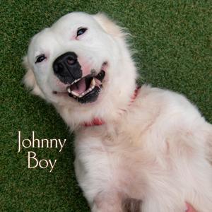 Johnny Boy, Terrier, Pit Bull, adult, available for adoption