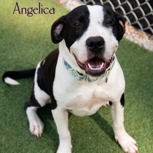 Angelica, Terrier, Pit Bull, adult, available for adoption