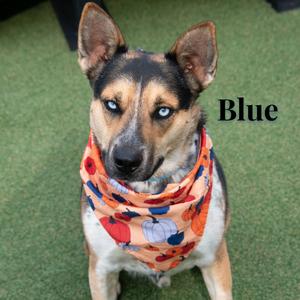 A German Shepherd dog with blue eyes wearing a colorful bandana, sitting on a green surface.