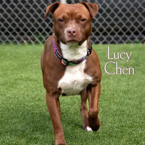 Lucy Chen, Mixed Breed (Medium), adult, available for adoption