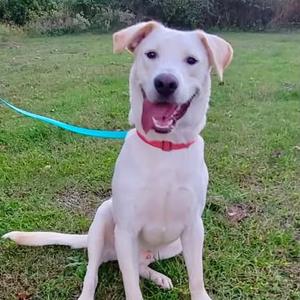 A white dog with a red collar sitting on a grassy field, holding a blue leash in its mouth.