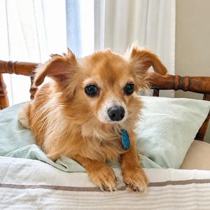 JuJu, Chihuahua, senior, available for adoption