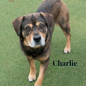 A brown and black dog standing on green grass with the name "Charlie" written on the image.