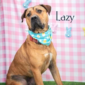 Lazy, Terrier, Pit Bull, adult, available for adoption