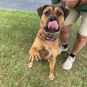 A brown dog with a black muzzle and floppy ears is sitting on grass, sticking its tongue out. A person in shorts and a green shirt is standing behind the dog, holding its collar.