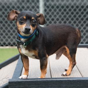 Hopper, Chihuahua, adult, available for adoption